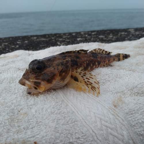 ニジカジカの釣果