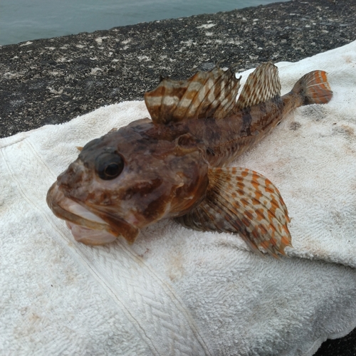 ニジカジカの釣果