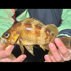 アカメバルの釣果