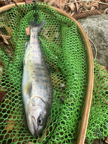 ヤマメの釣果