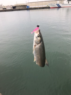 ウグイの釣果