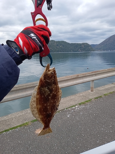 ヒラメの釣果