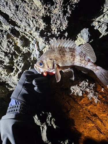 シロメバルの釣果