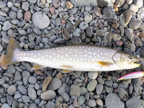 ウミアメの釣果