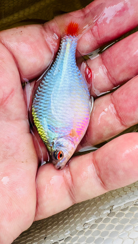 タナゴの釣果