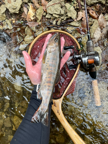 ヤマメの釣果