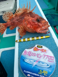 オニカサゴの釣果