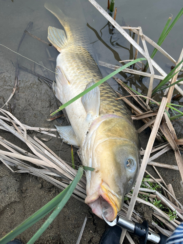 コイの釣果