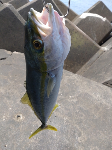 イナダの釣果