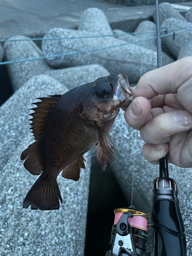 メバルの釣果