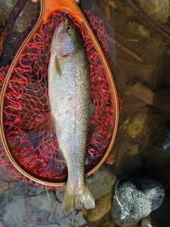 ニジマスの釣果