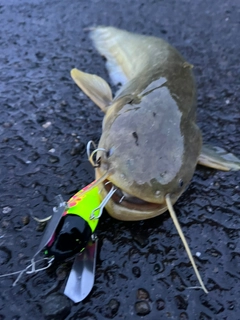 ナマズの釣果