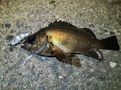 クロメバルの釣果