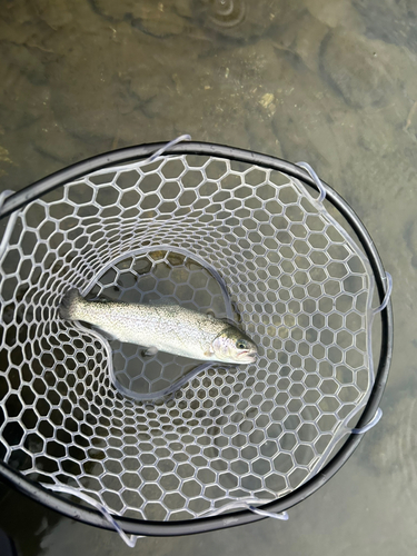 ニジマスの釣果