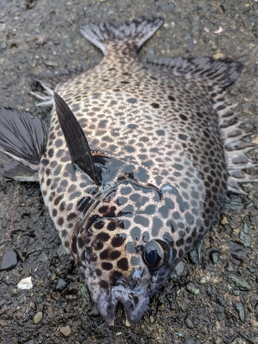 イシガキダイの釣果