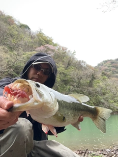 ブラックバスの釣果