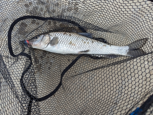 ニゴイの釣果