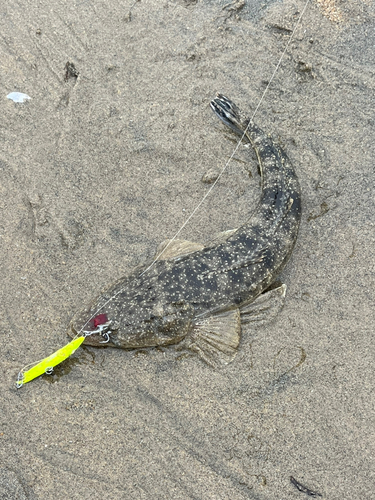 マゴチの釣果