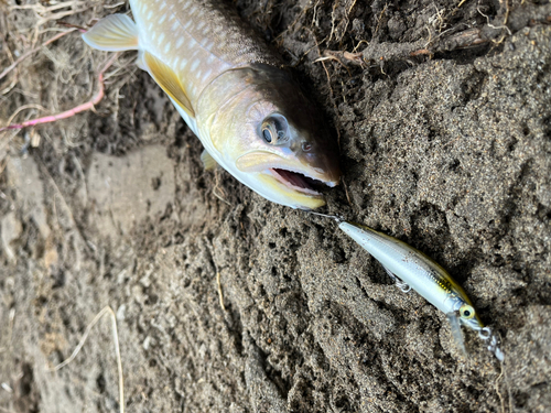 アメマスの釣果