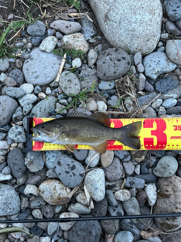 スモールマウスバスの釣果