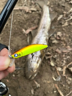 アメマスの釣果