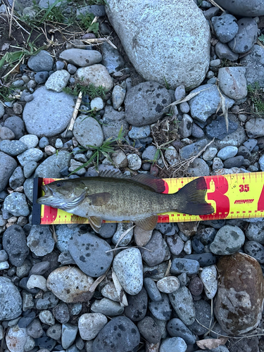 スモールマウスバスの釣果