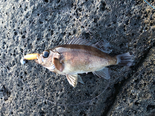 メバルの釣果