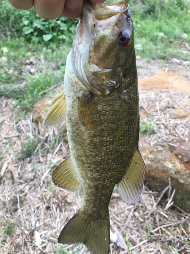 スモールマウスバスの釣果