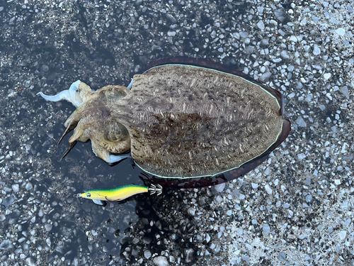 モンゴウイカの釣果