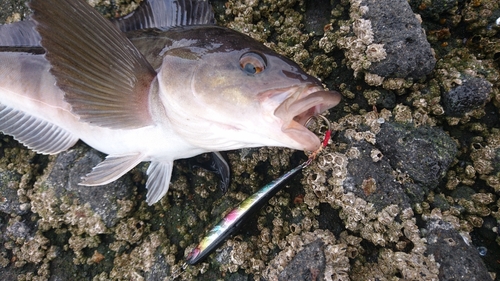 ホッケの釣果