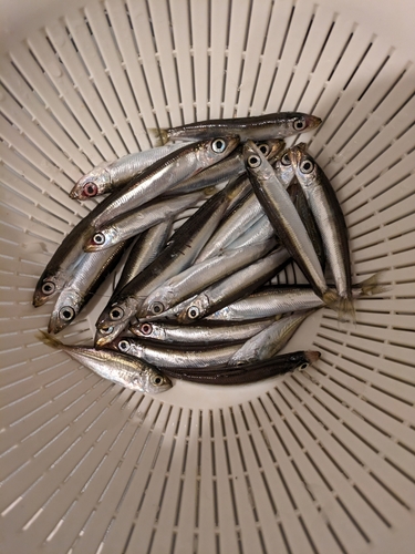 ウルメイワシの釣果