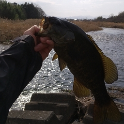 スモールマウスバス