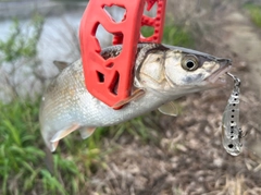 ウグイの釣果