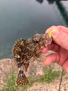 アラカブの釣果