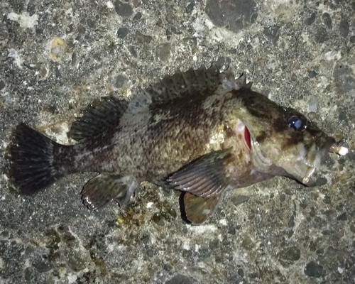 メバルの釣果