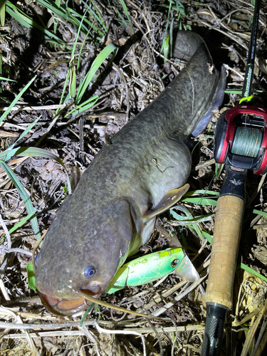 ナマズの釣果