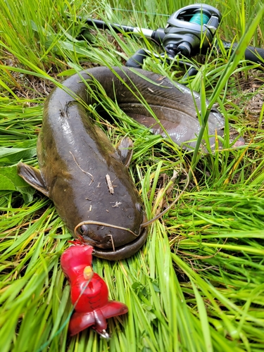 ナマズの釣果