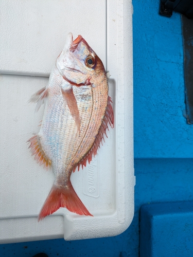 ハナダイの釣果