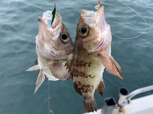 メジロの釣果