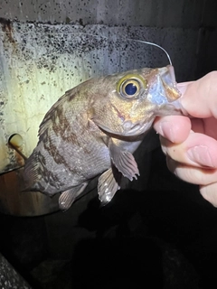 メバルの釣果