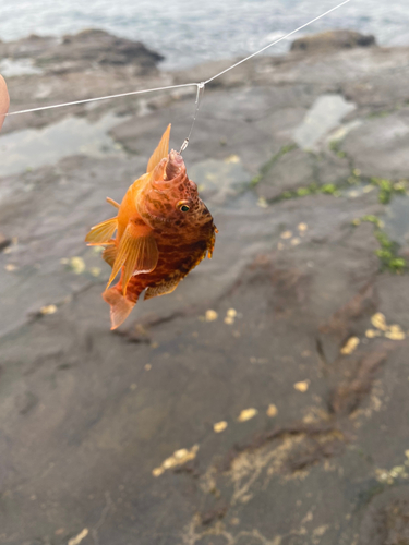 オキゴンベの釣果