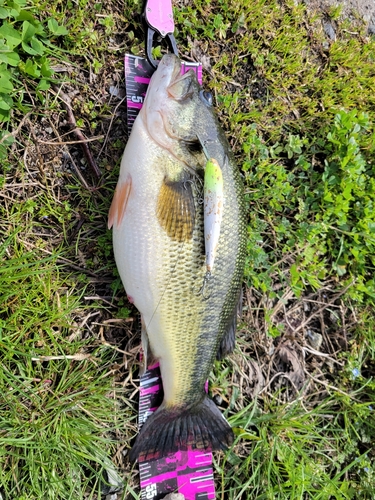 ブラックバスの釣果