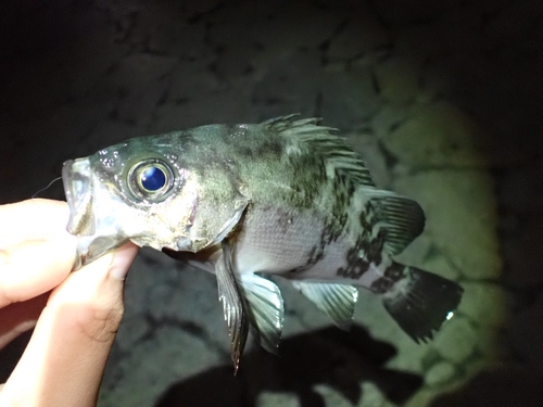 クロメバルの釣果