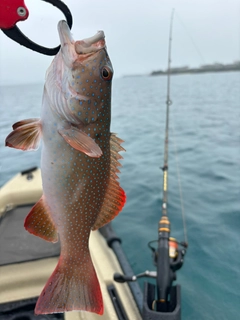 スジアラの釣果