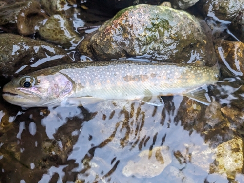 イワナの釣果