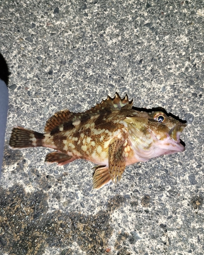 カサゴの釣果