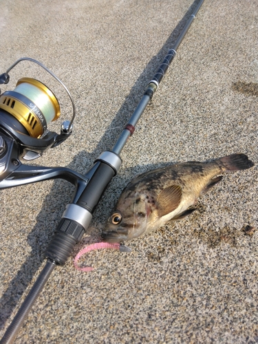 クロソイの釣果