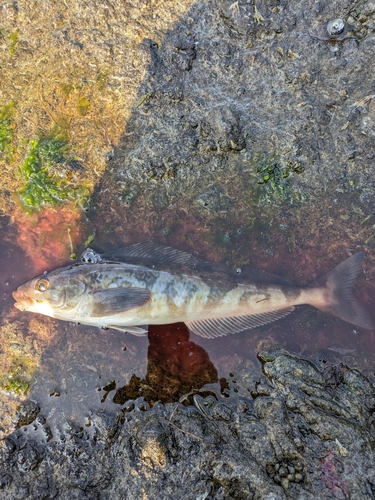 ホッケの釣果