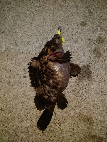 オウゴンムラソイの釣果