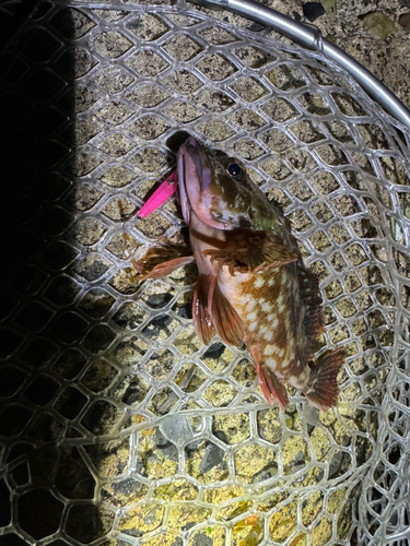 カサゴの釣果